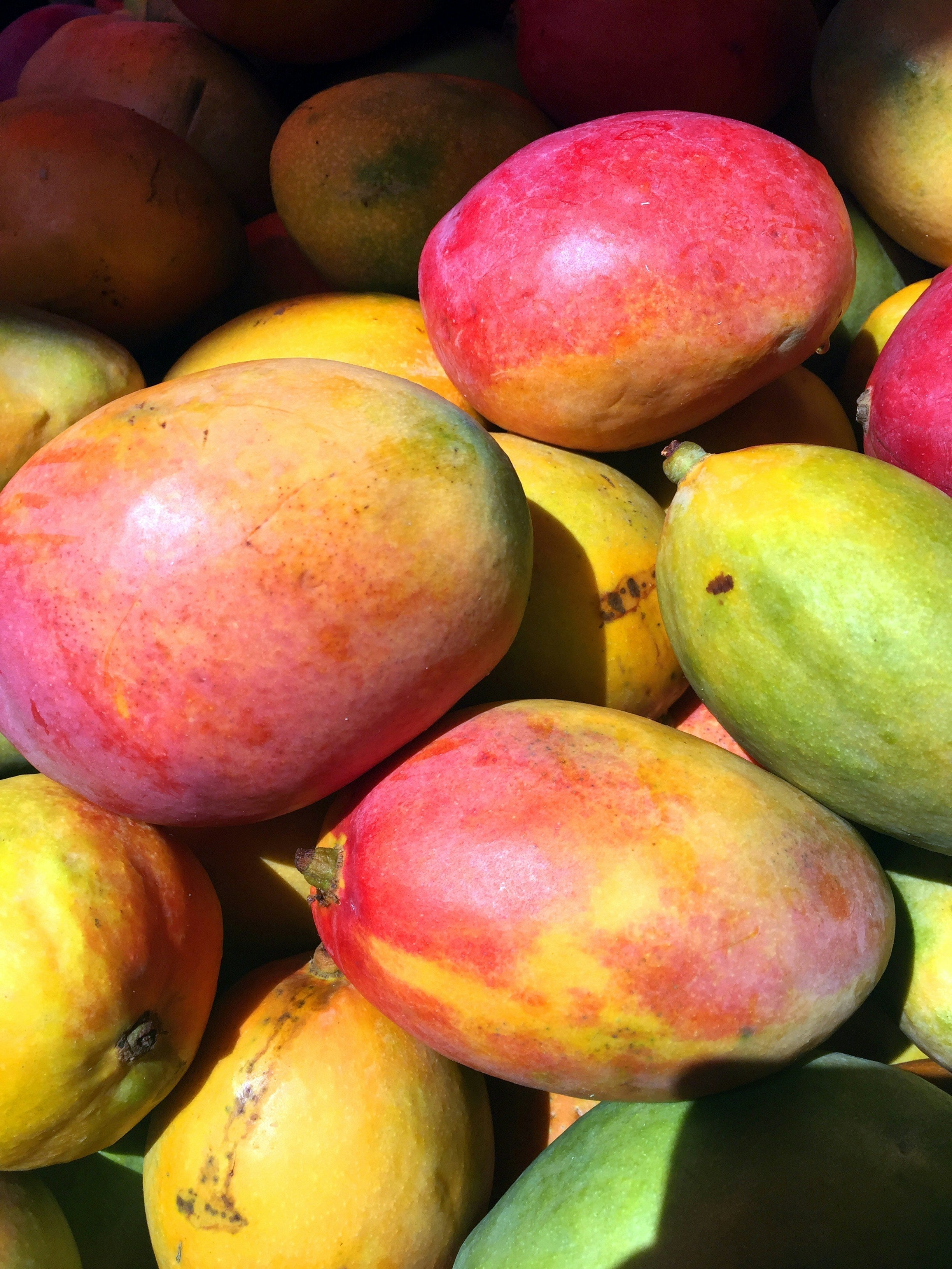 Can dogs eat mango?