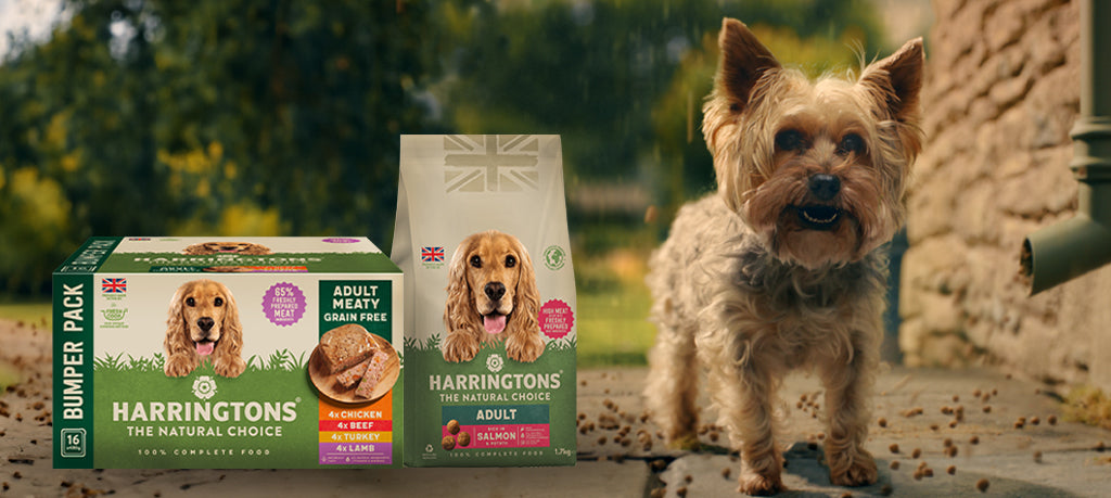 Yorkshire Terry's Top Tip: Harringtons Wet and Dry Dog Food - A Winning Combo!