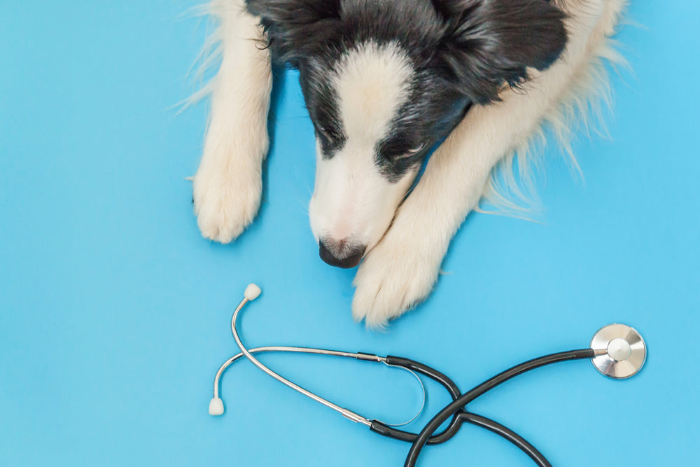 Getting your puppy registered with a vet and ready for its jabs