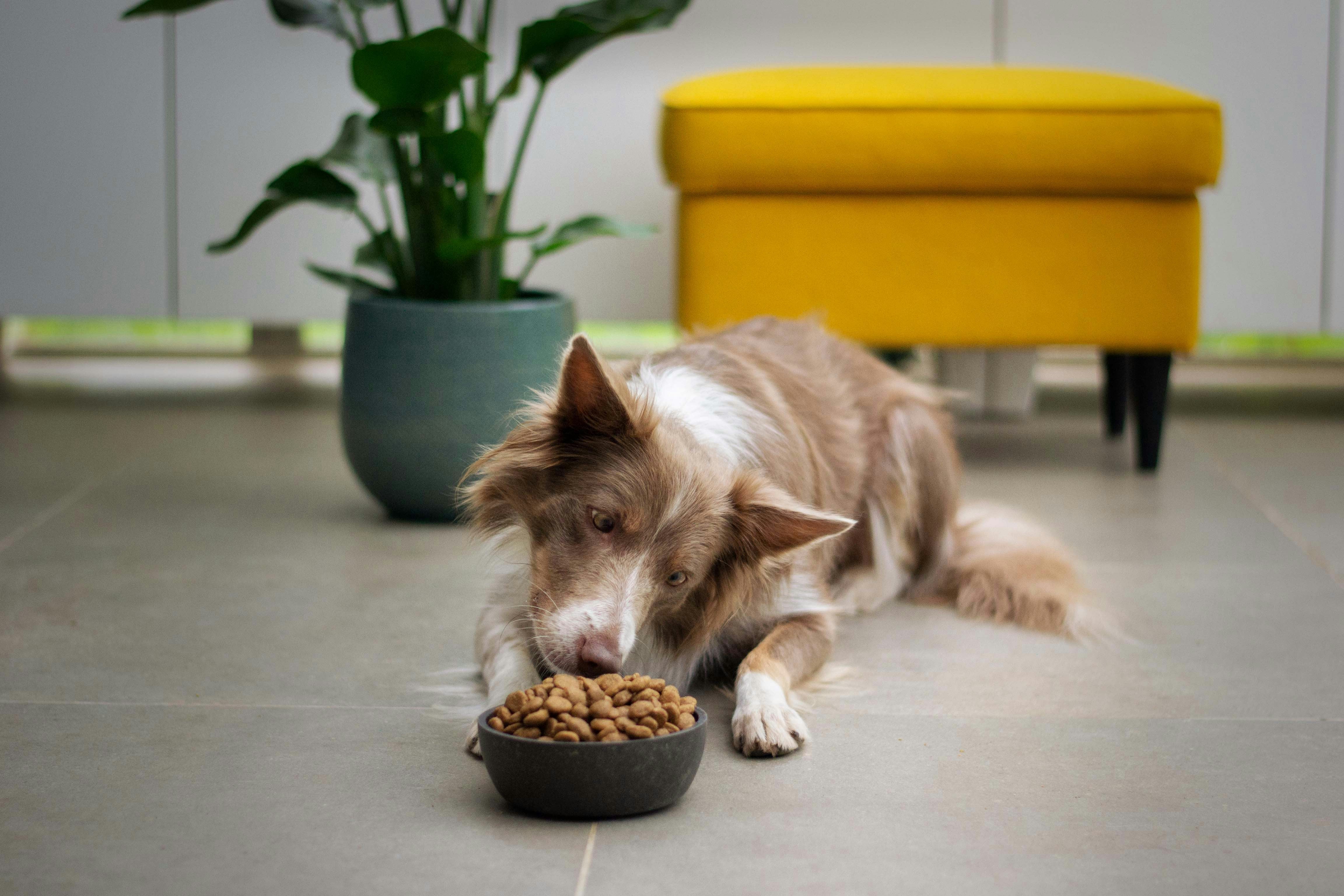 Dog lying on kitchen floor sniffing a bowl of dog food