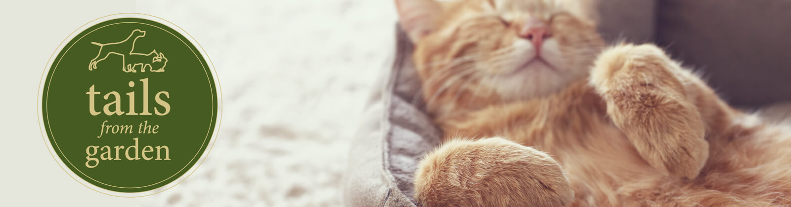 5 Tips for Keeping Your Cat Safe and Healthy this Autumn
