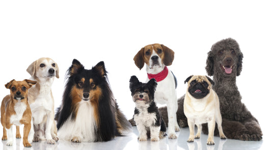 What type of dog is right for you?