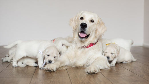 Meeting a breeder