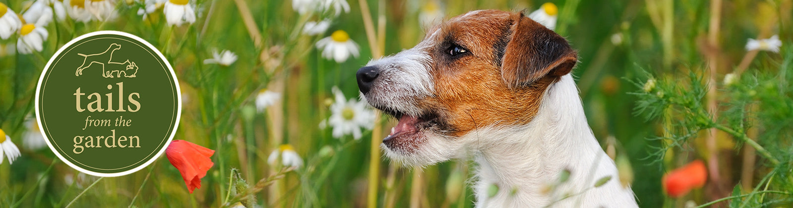 Top Tips for Making Your Garden Pet-Friendly
