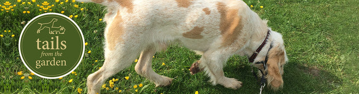 Is your dog drinking enough?