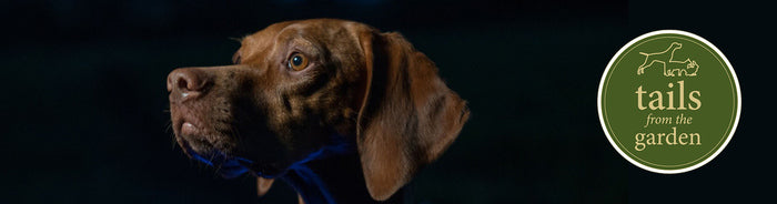 Walkies In The Dark