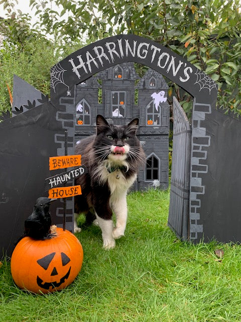 How to create a haunted cat house