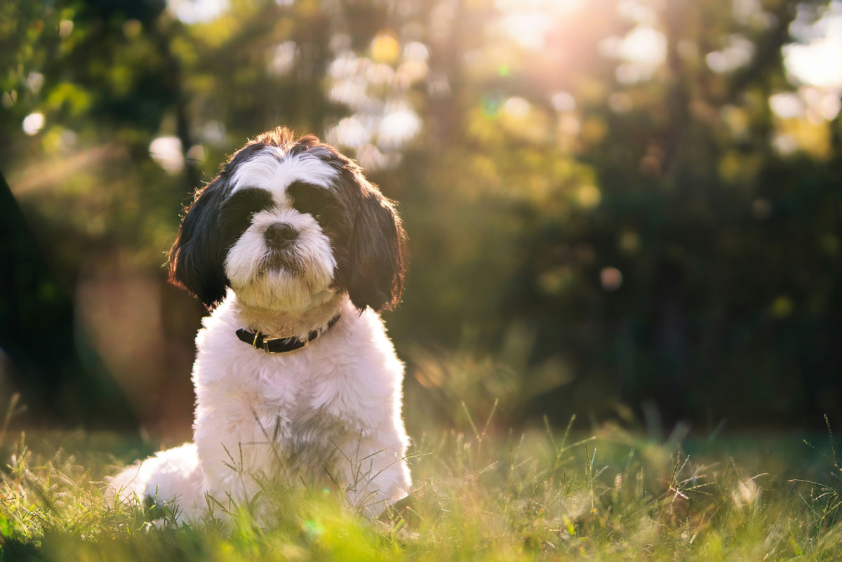 Black and white shih tzu sitting on grass with sunny background