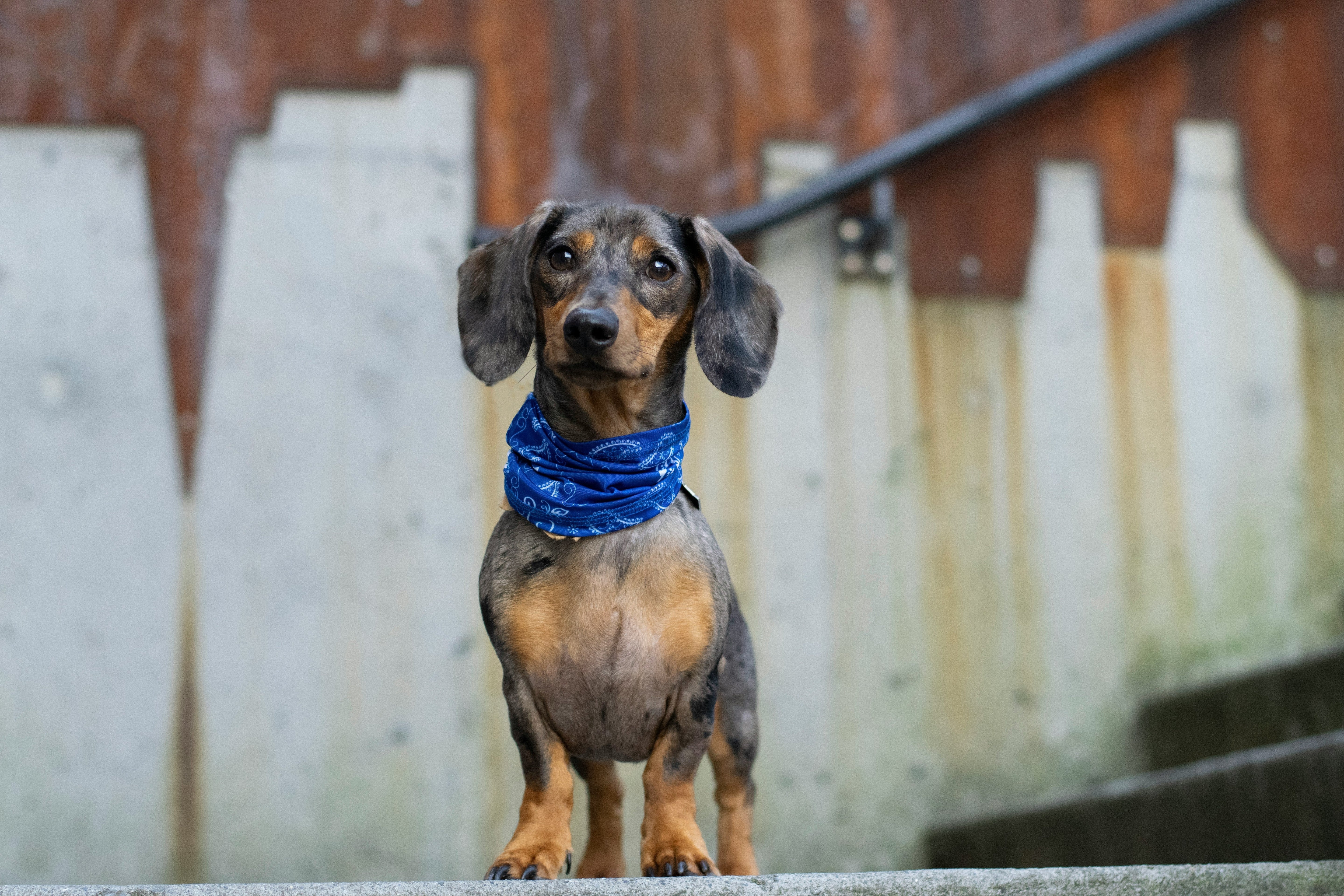 Adult Dachschund standing at the top of stairs wearing a blue bandana