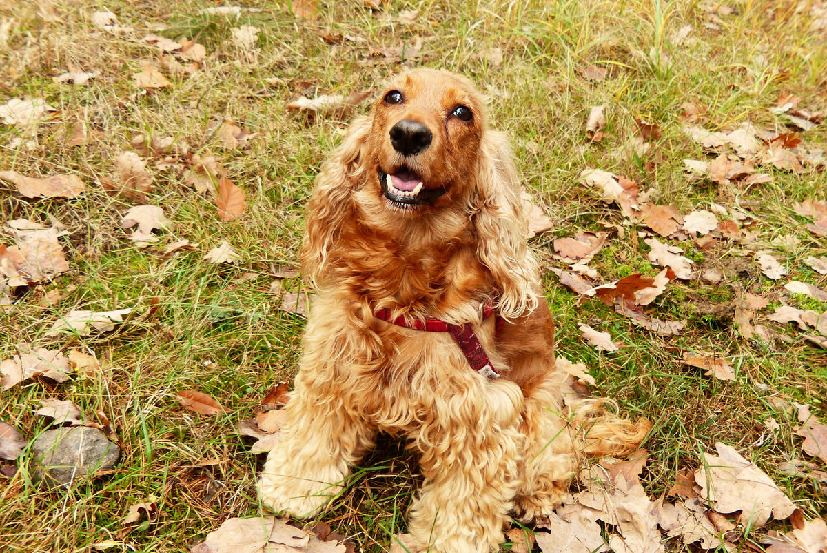 Happy looking cocker spaniel sitting down on grass covered with autumnal leaves