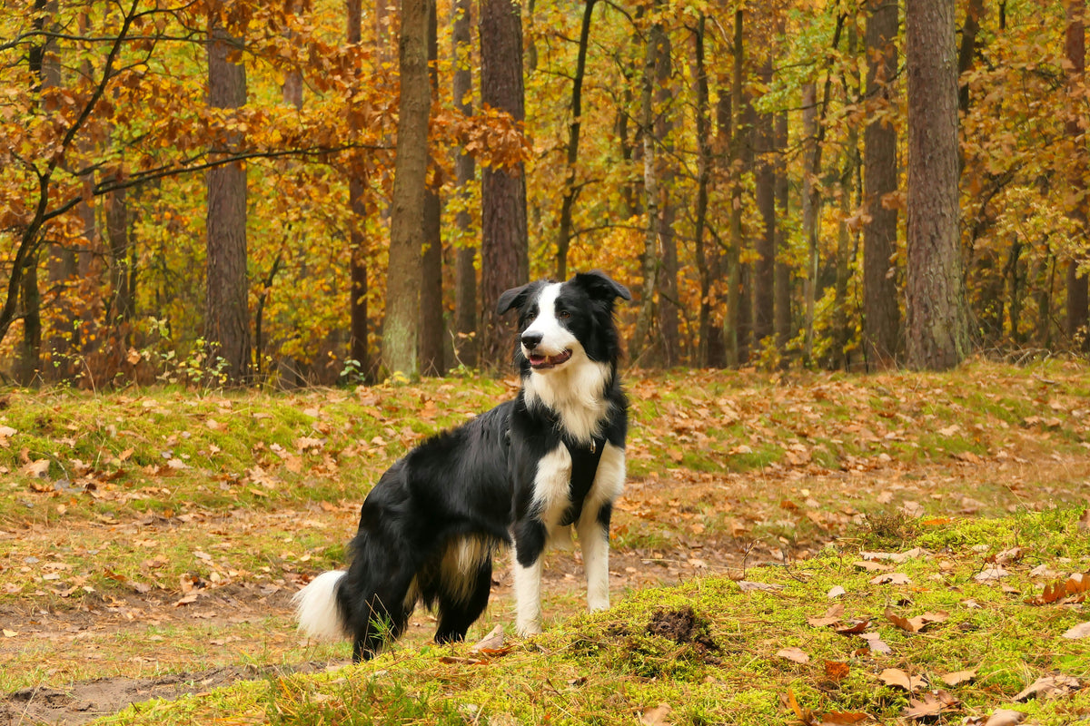 Black and white border collie adult dog standing in an autumnal background