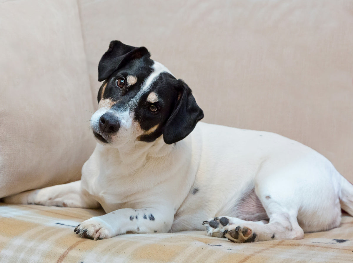Close up of black and white Jack Russell relaxing on sofa