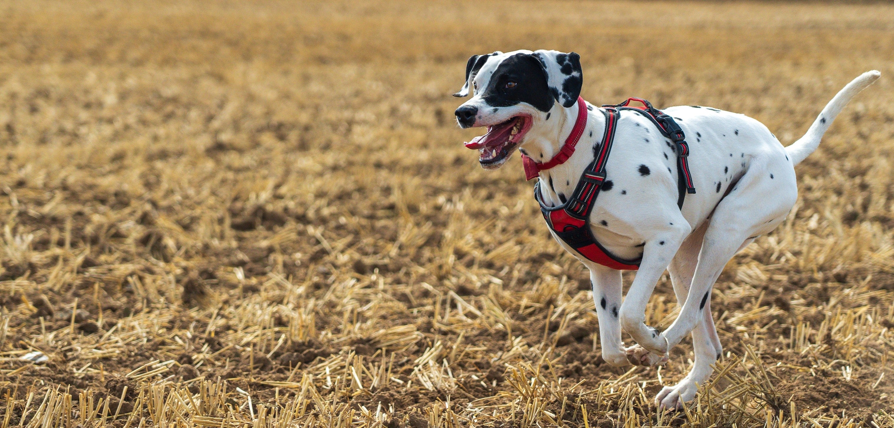 Perfect playlist for running with your dog