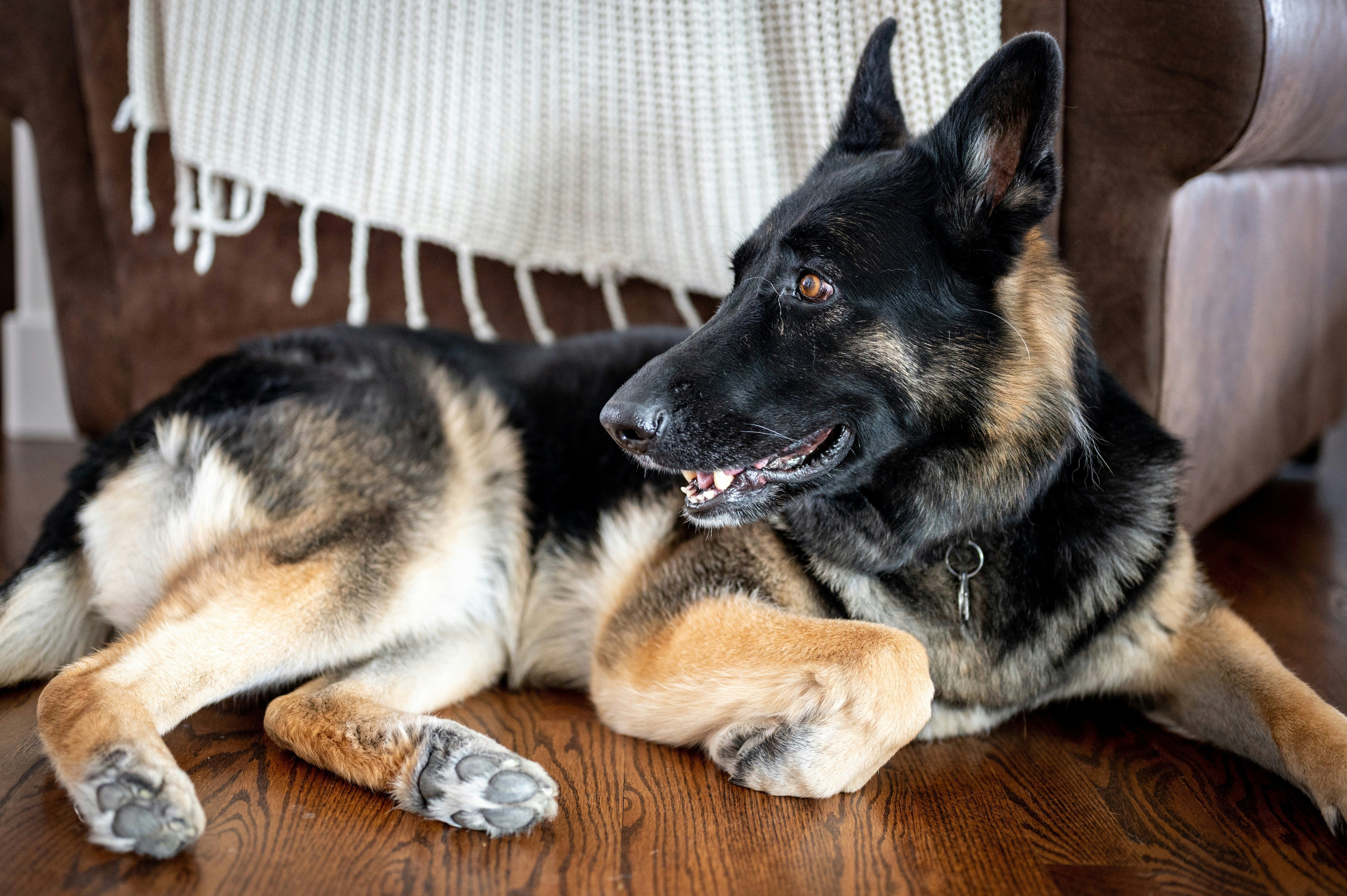 German shepherd dog lying on the floor in front of an armchair