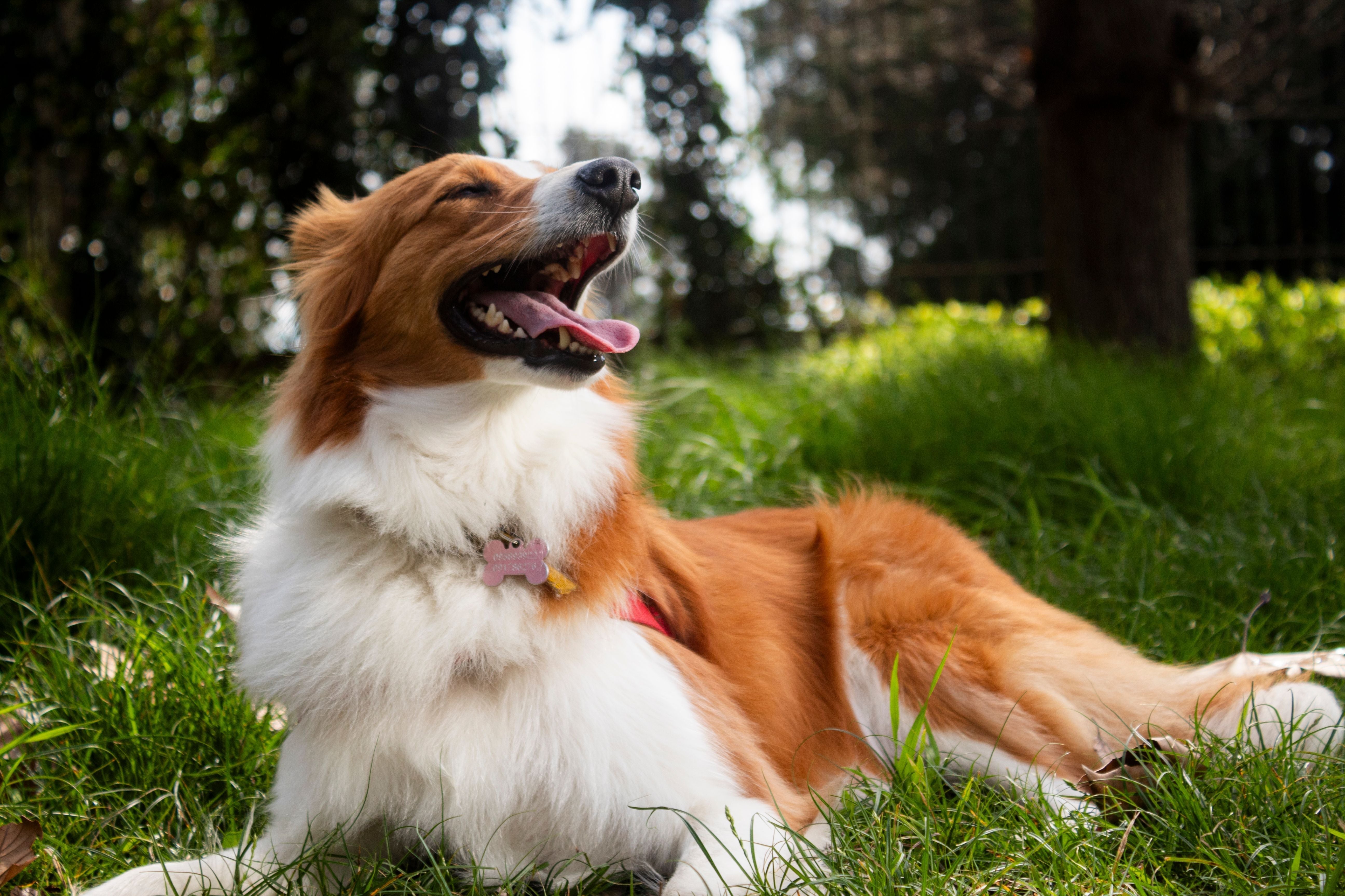 Happy-looking Collie dog lying down on the grass by trees
