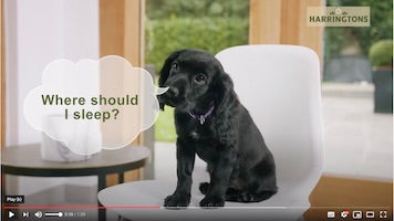 Where should my Puppy sleep?