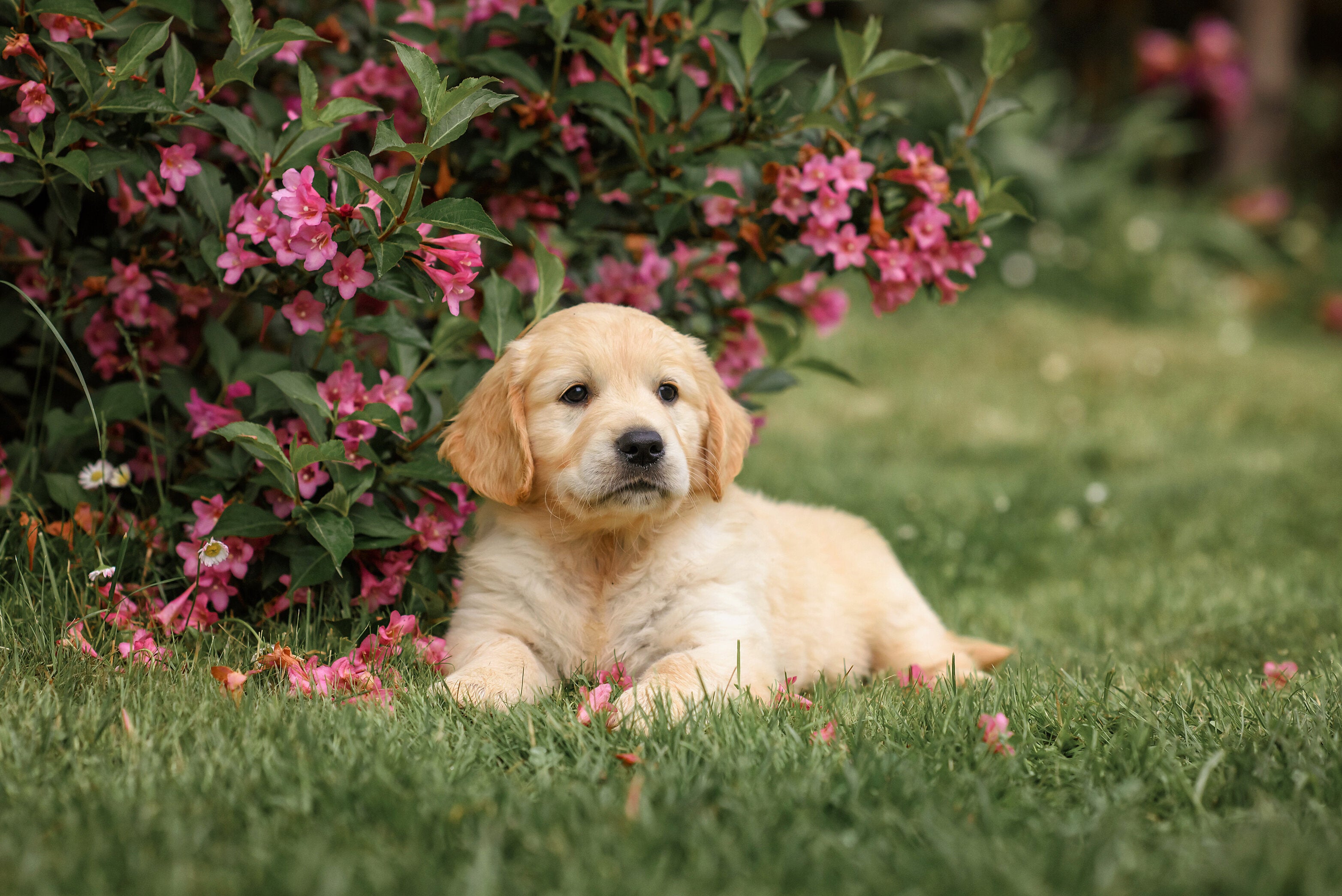 5 Top Tips for Making Your Garden Safe for Dogs