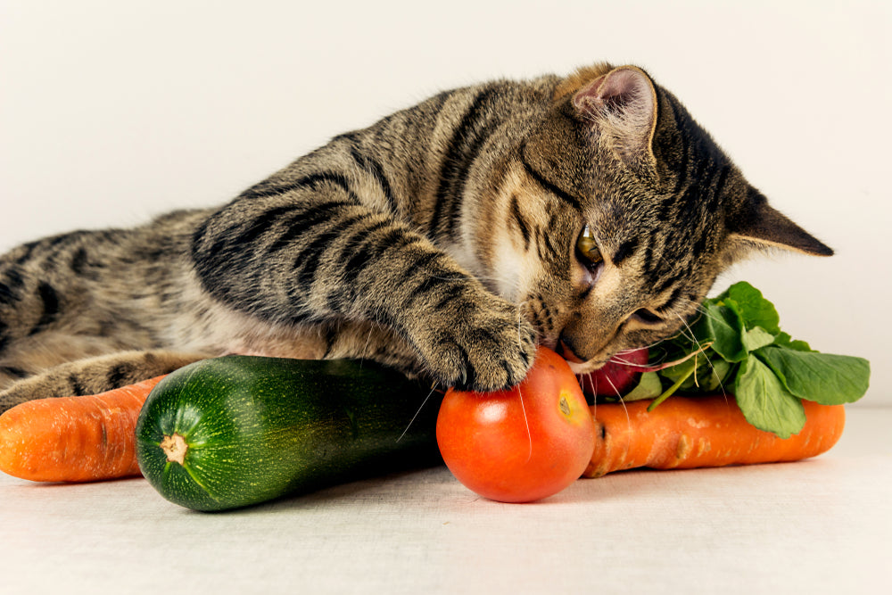 Why shouldn't cats have vegan diets?