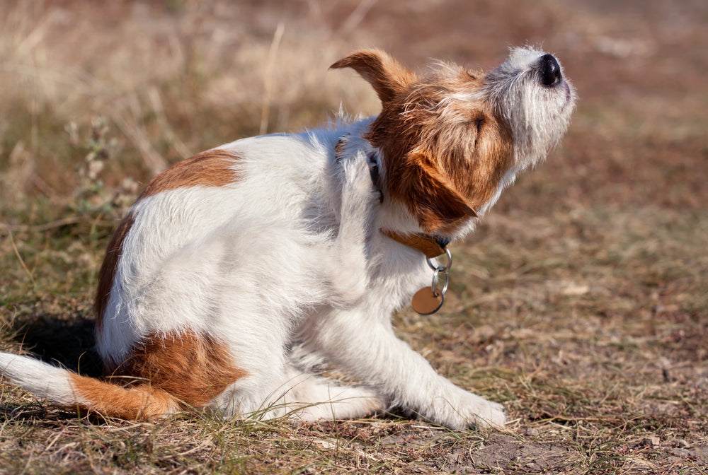 Why is my dog itching so much? A guide to causes, signs, and what to do