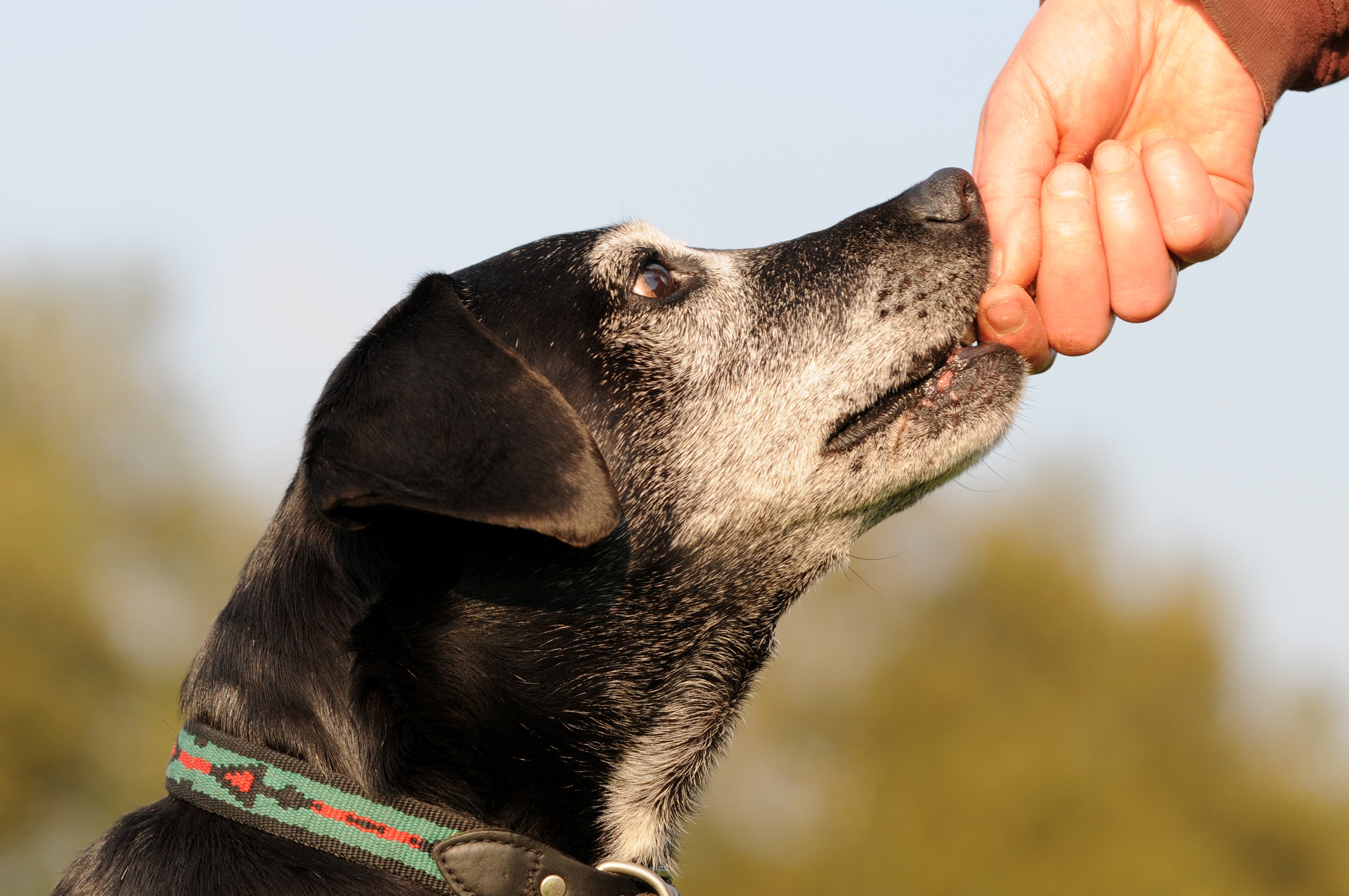 Supplements for my dog, are they worth it? Why should I?