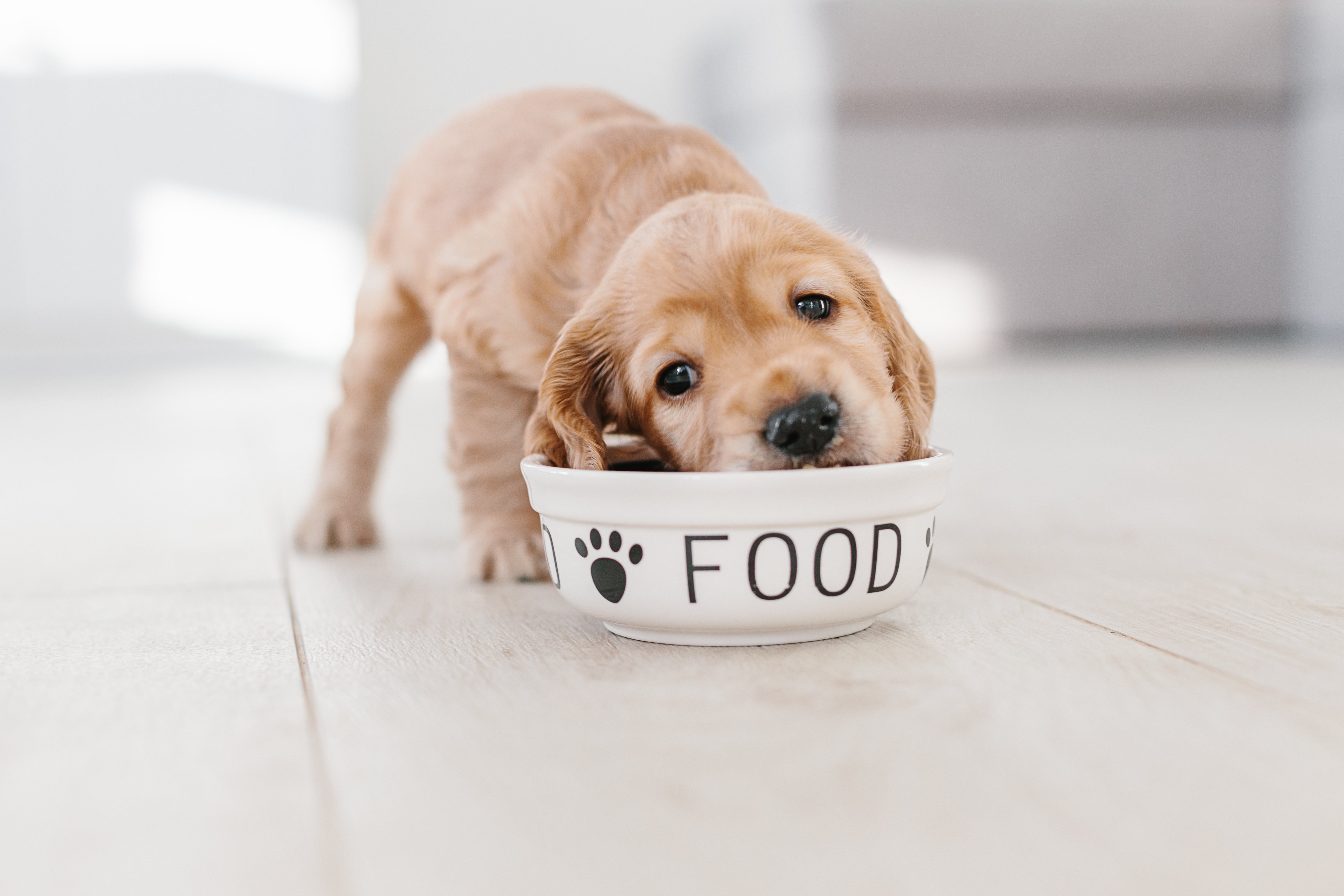 Cocker spaniel puppy eating from a food bowl on wooden floor