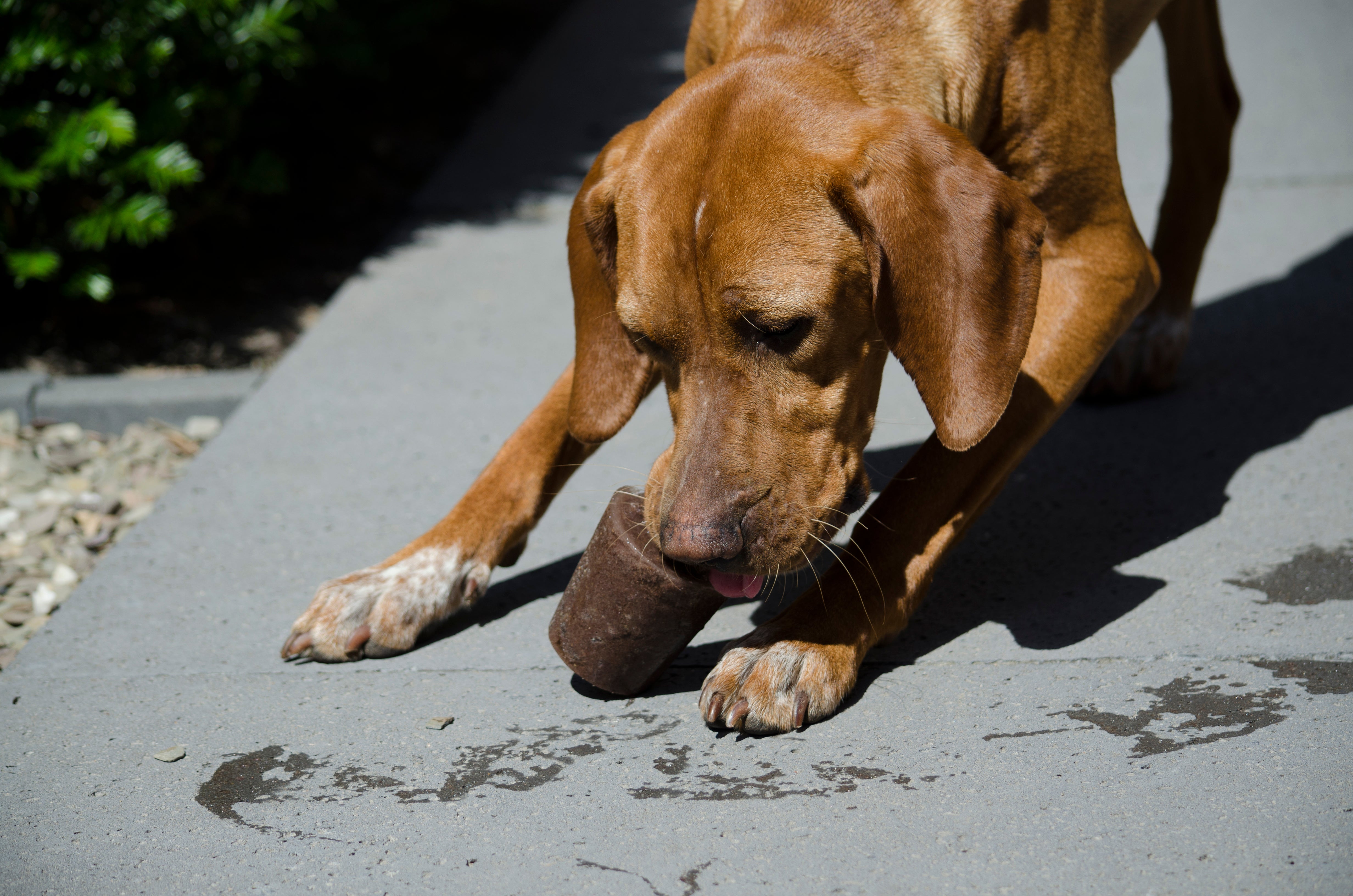 The Ultimate Guide to Safe Summer Foods for Dogs