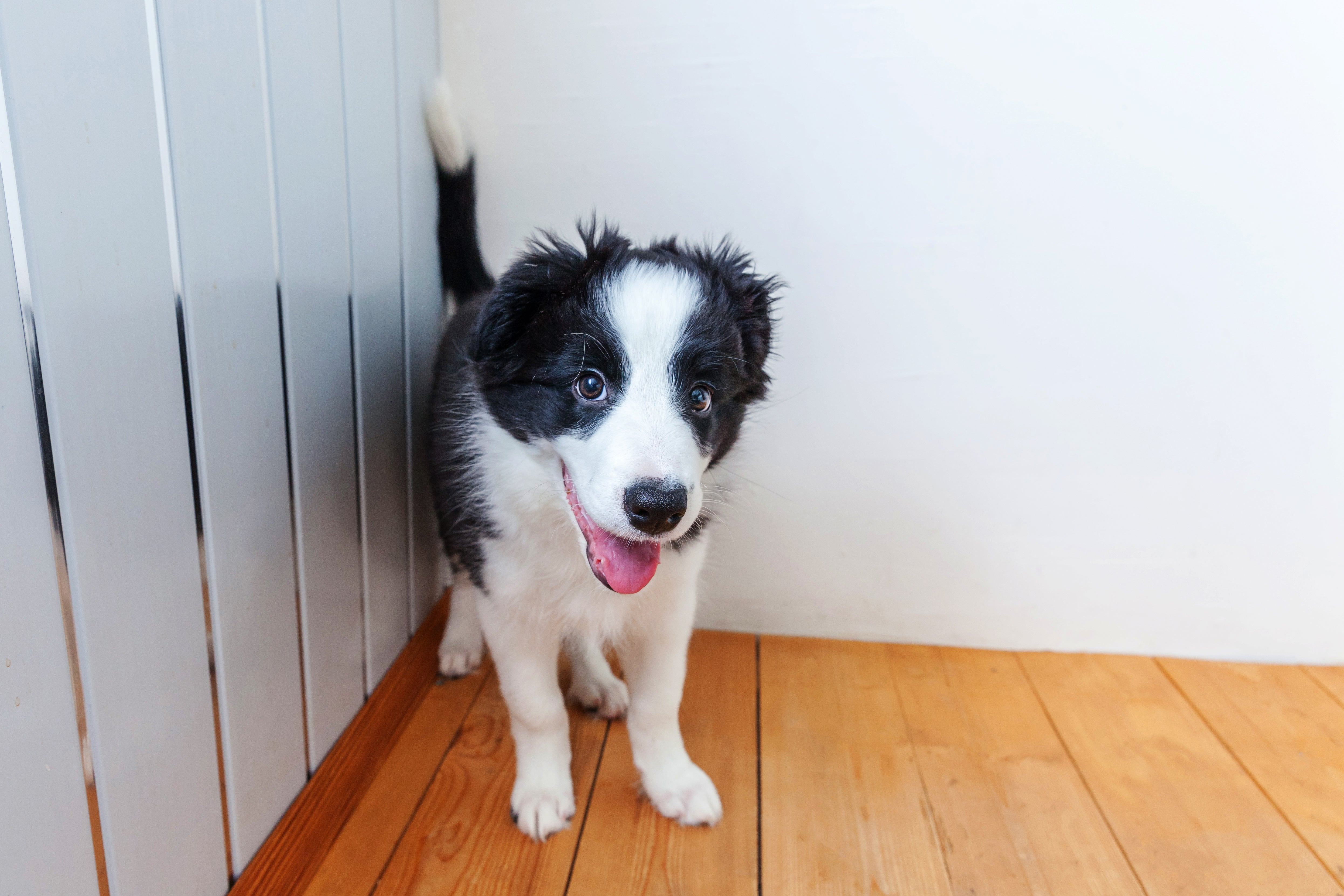 Your Puppy's First Night: 5 Top Tips for Getting them Settled In