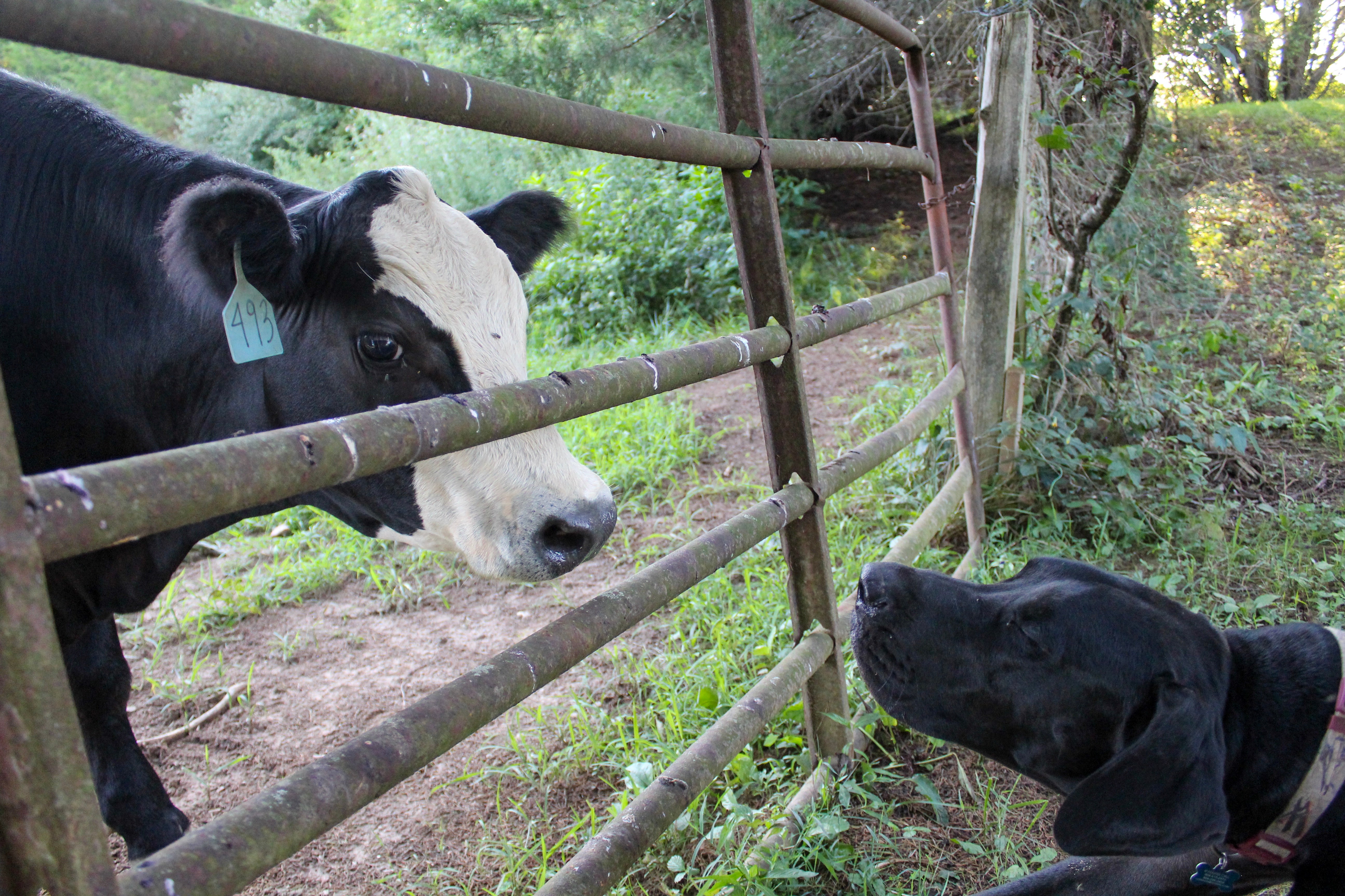What to do if you Encounter Cows on your Dog Walk