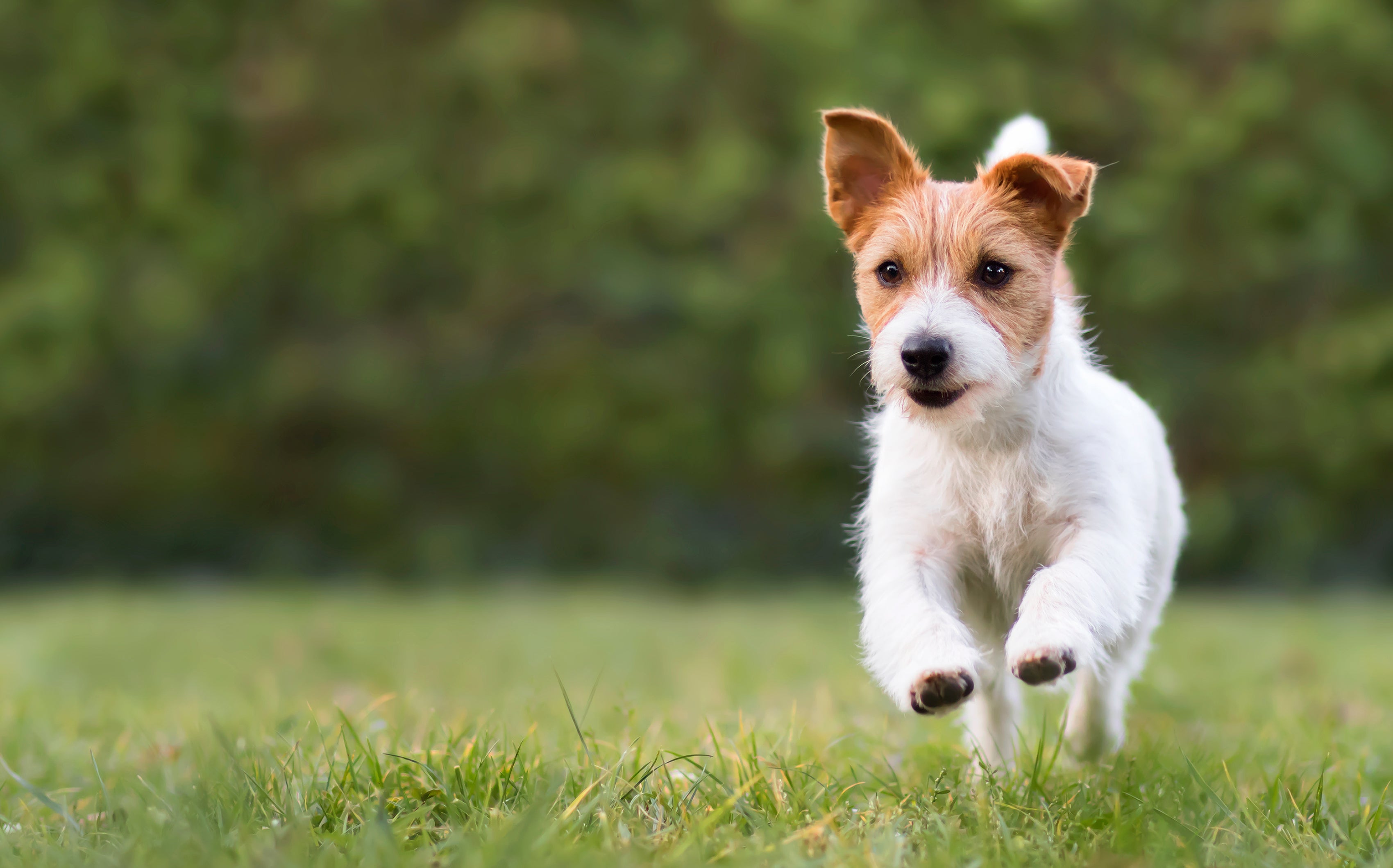 How and when to transition your puppy to adult food