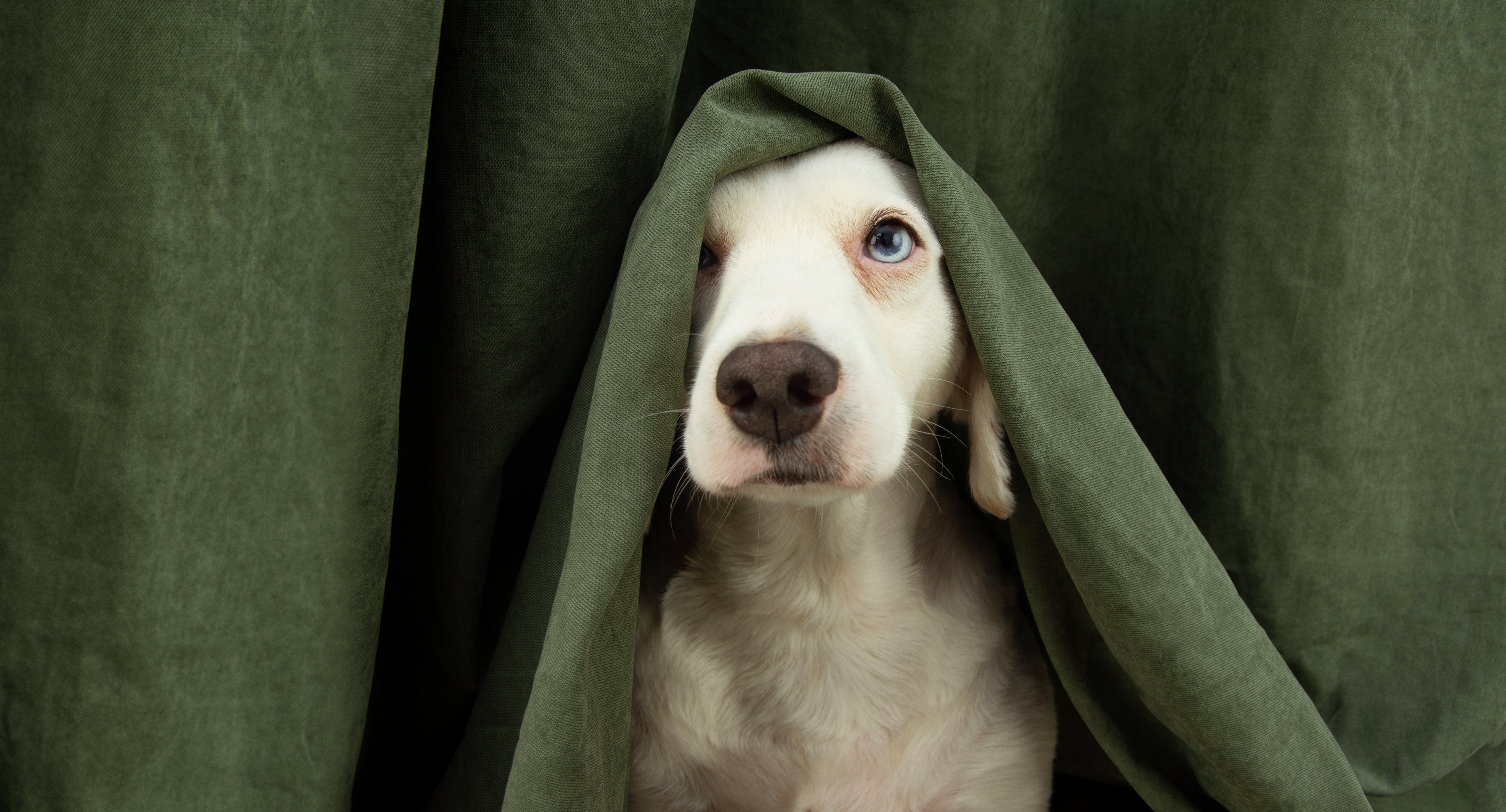 Top tips for keeping your pet safe and happy around fireworks