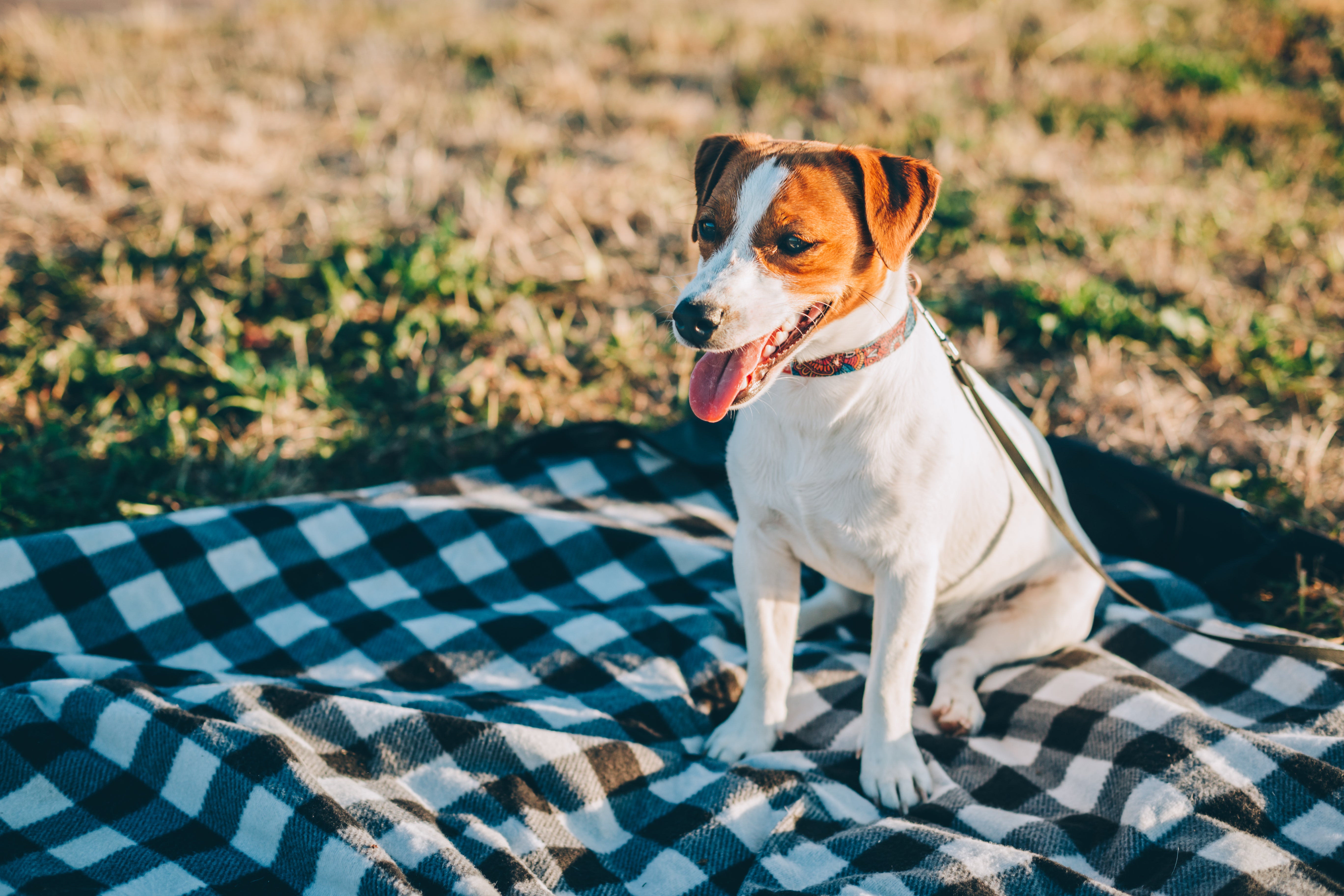 5 Top Tips to Keep Your Dog Safe at Summer Gatherings