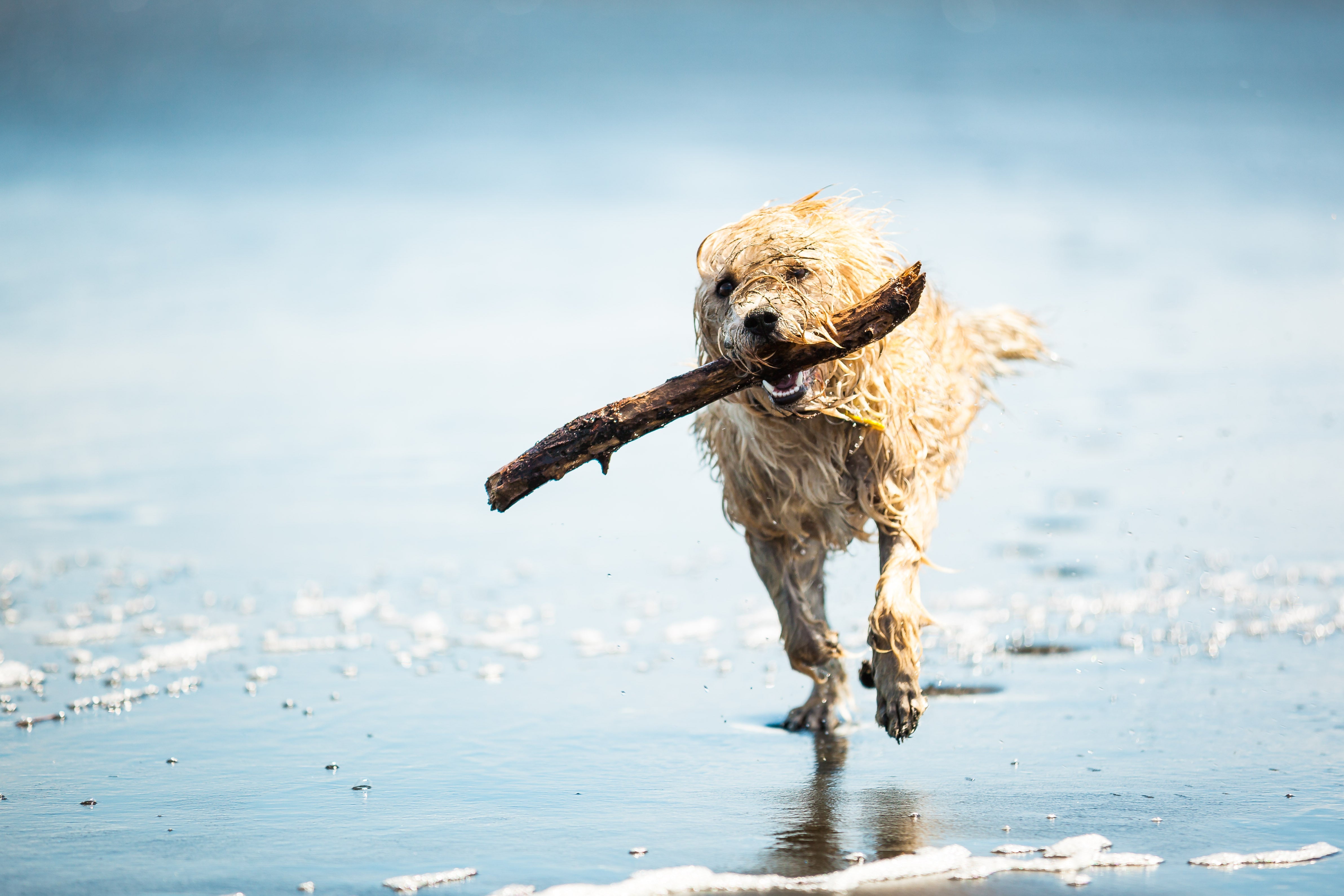 5 Fun-filled Family Adventures for you and your Dog