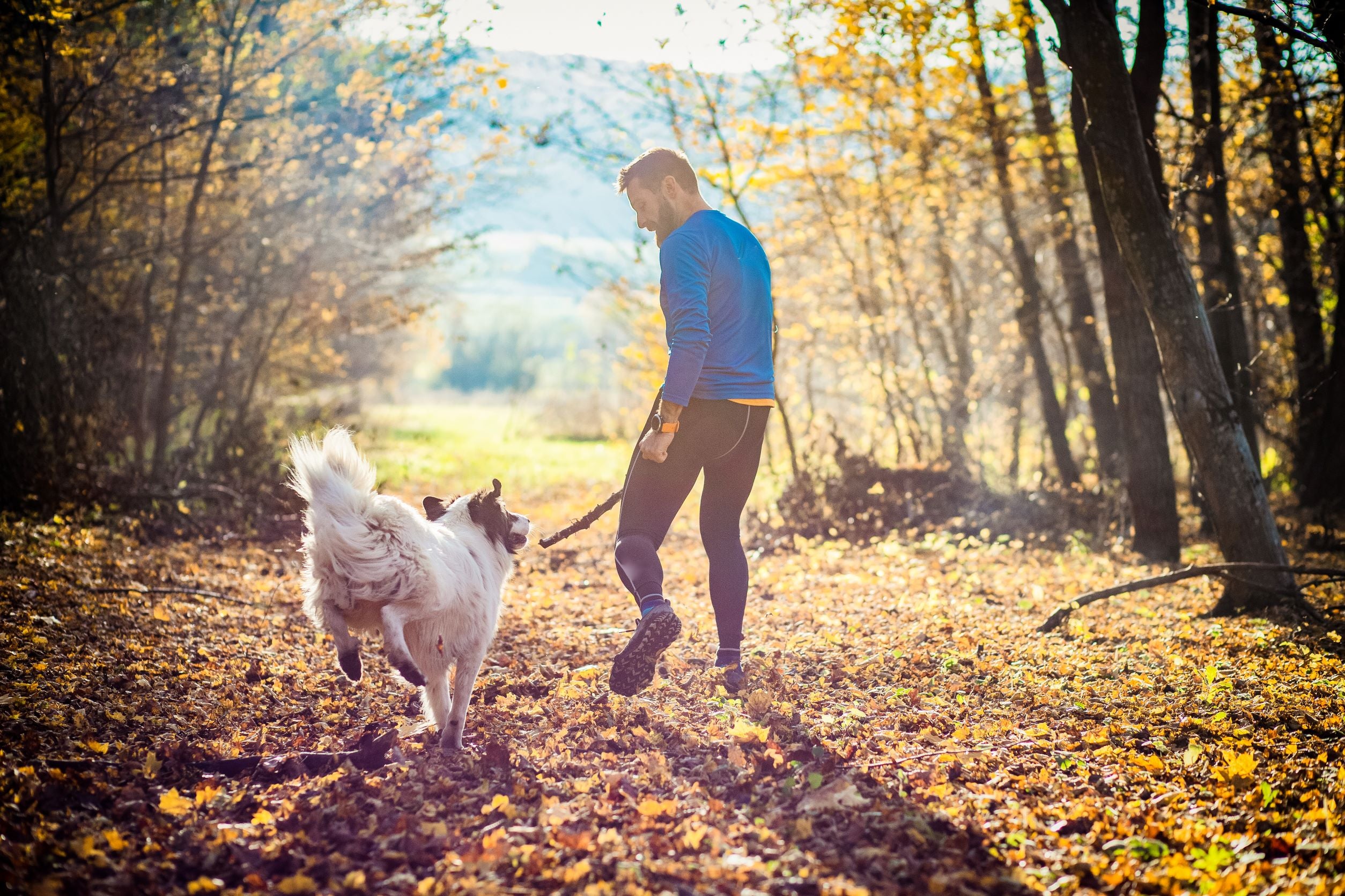 How often should I walk my dog? Your ultimate dog walking guide.
