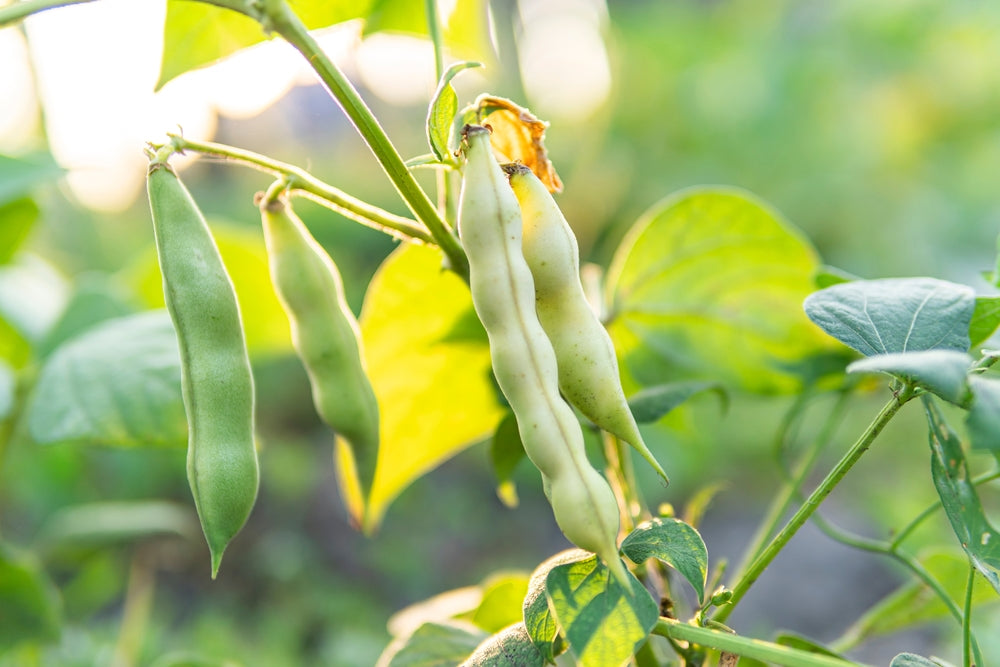 Bean Benefits: Elevating Your Dog's Nutrition with Harringtons Grain-Free Superfoods