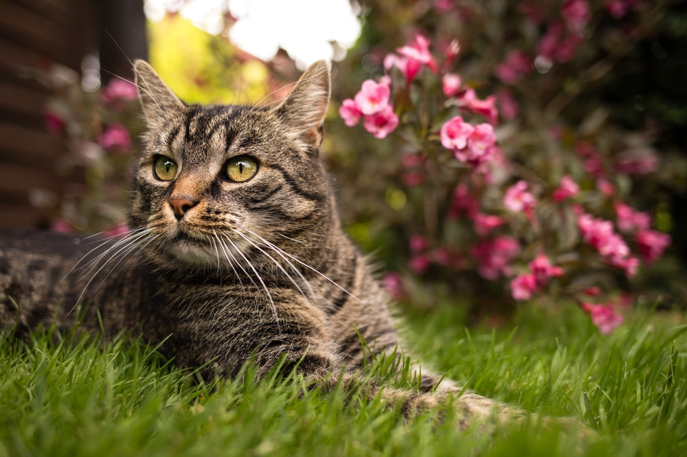 Tabby cat lying down on the grass next to pink flowers