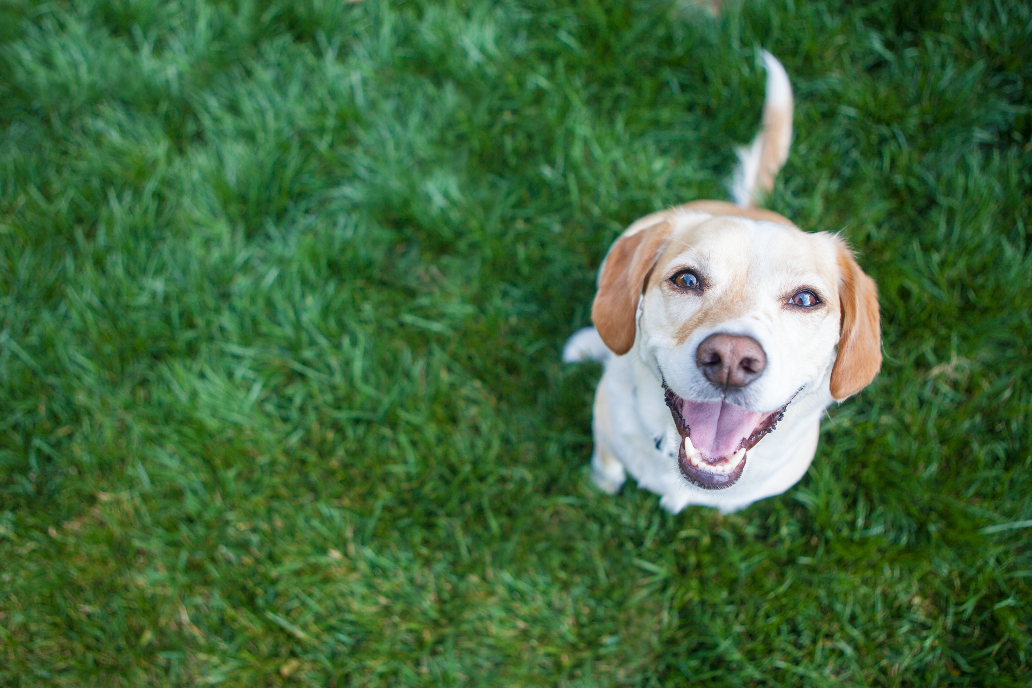 How to be a More Sustainable Pet Owner