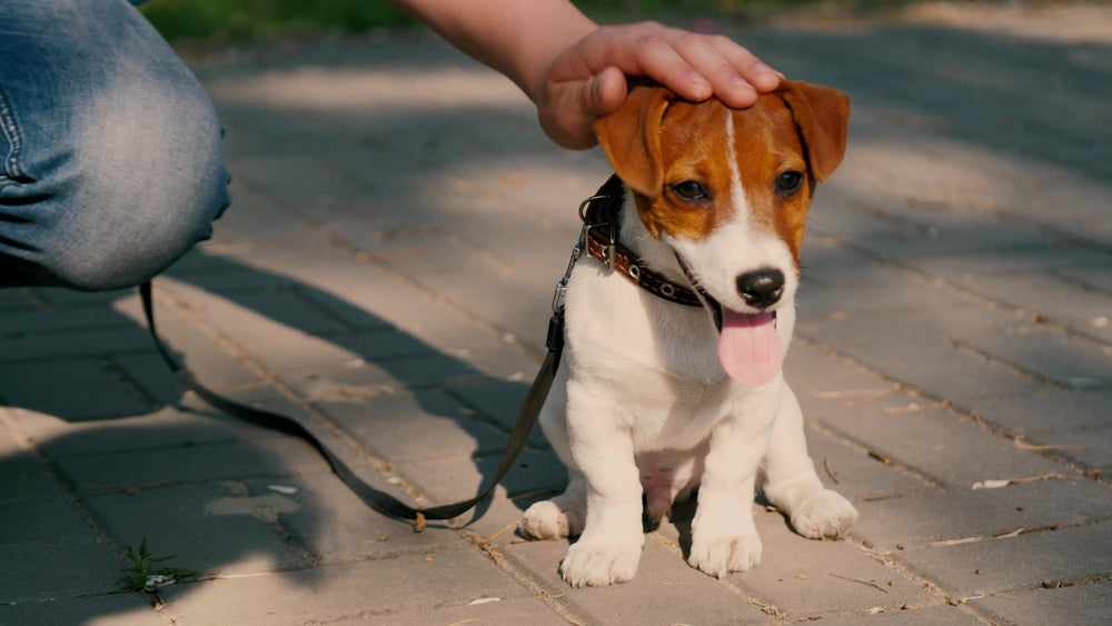 Dog trainer & behaviourist reveals the 'secret formula' for puppy walking