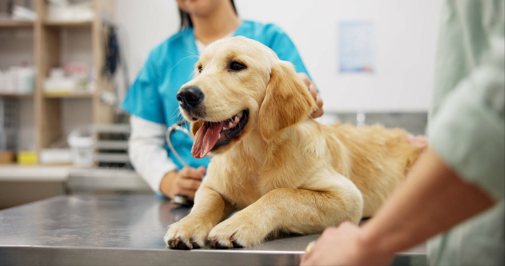Pet Check What Happens During Your Pet's Check-Up in the UK? – Harringtons Pet Food