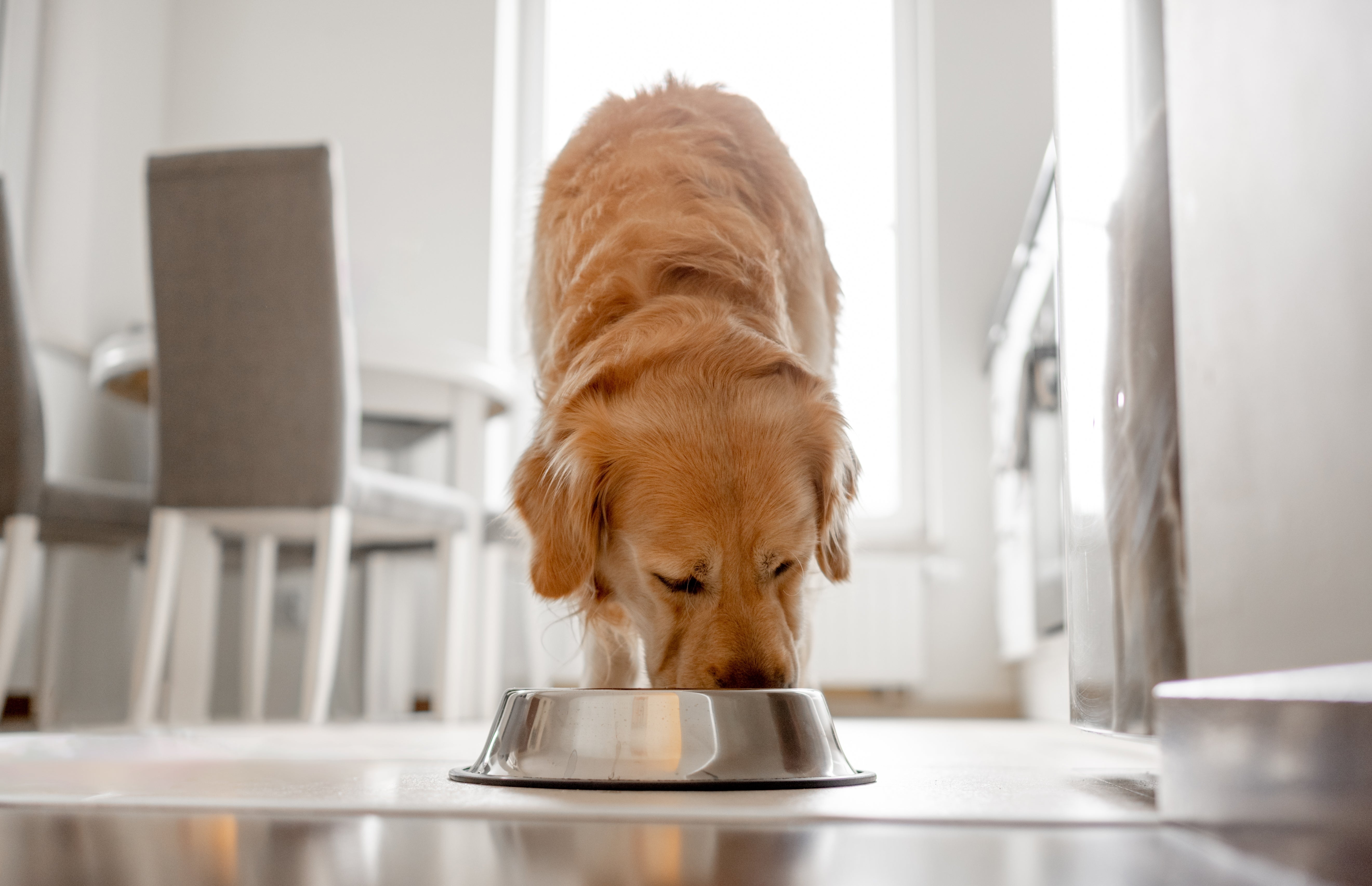 Can Dogs Eat Chicken? A Safe Feeding Guide