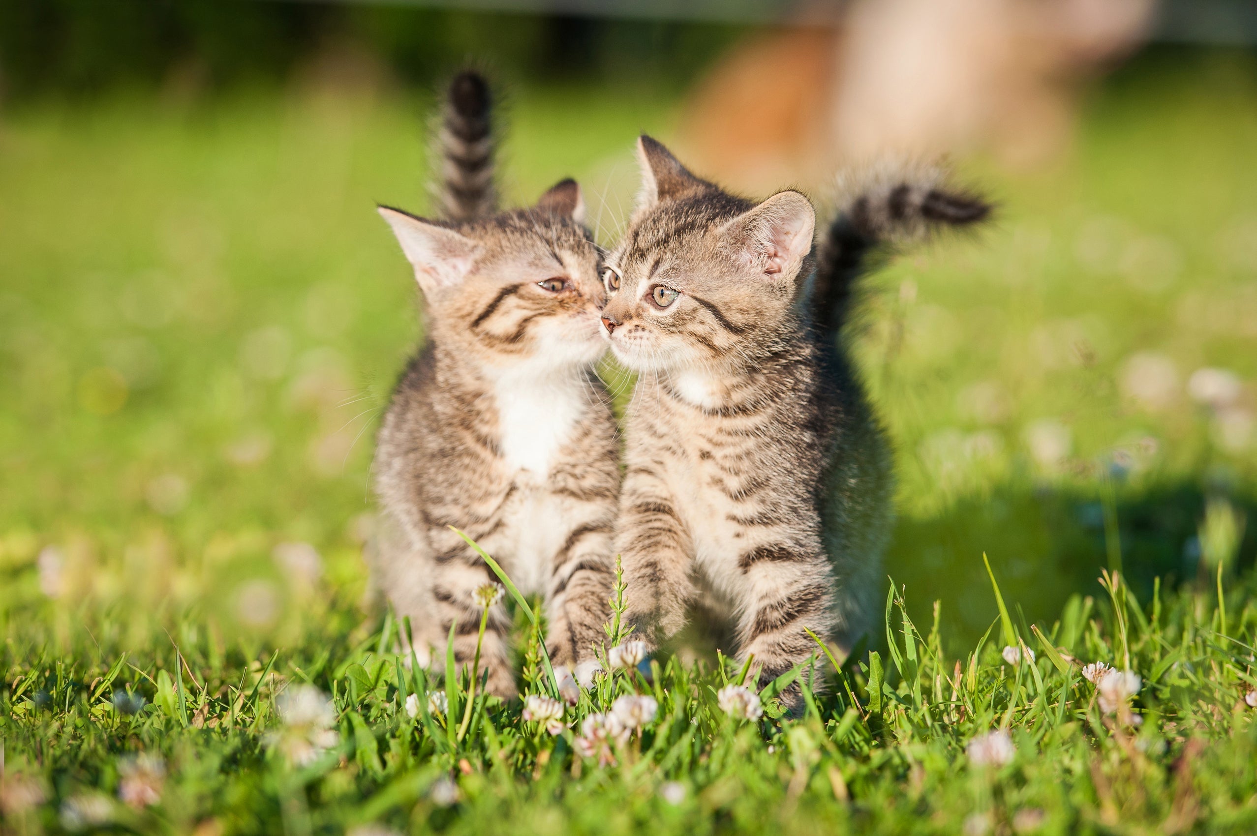 5 Top Tips for Keeping Your Cat Cool in Summer