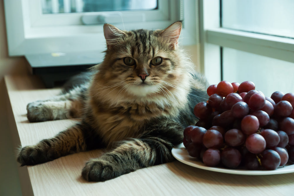 A Guide to Foods Cats Should Avoid
