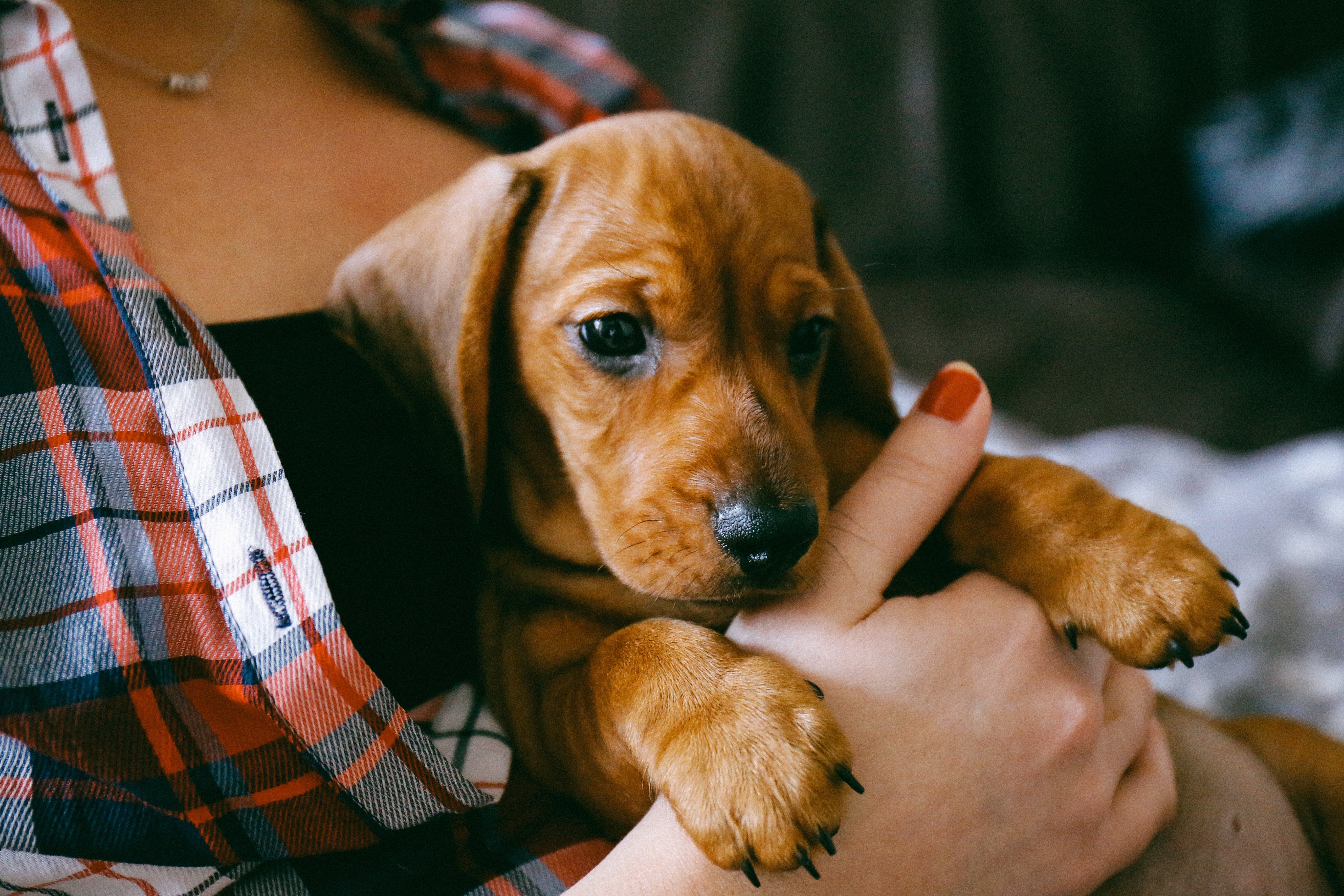 Getting a Puppy: 10 Things you Should do Before Bringing them Home