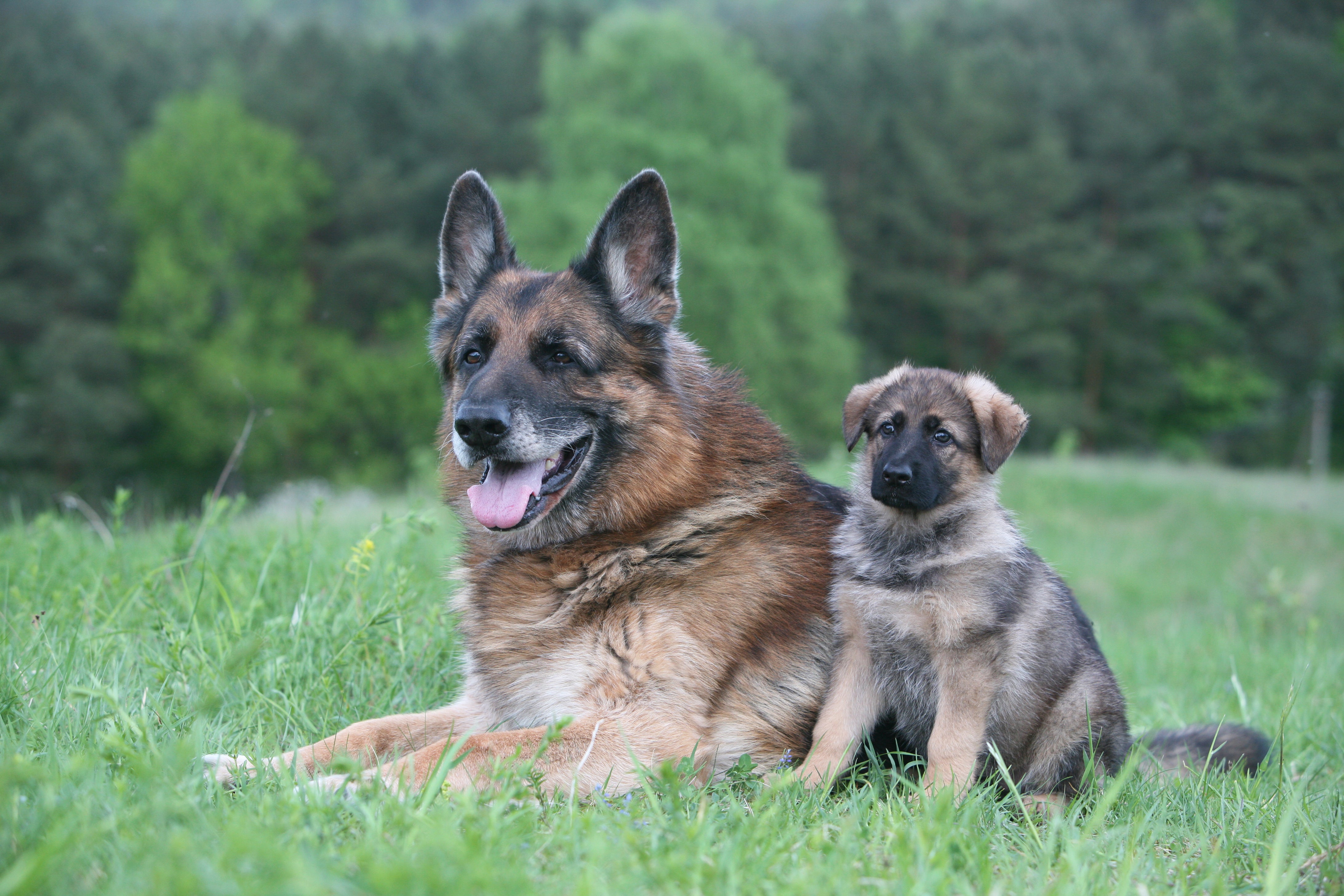 How to Introduce a Puppy to an Older Dog