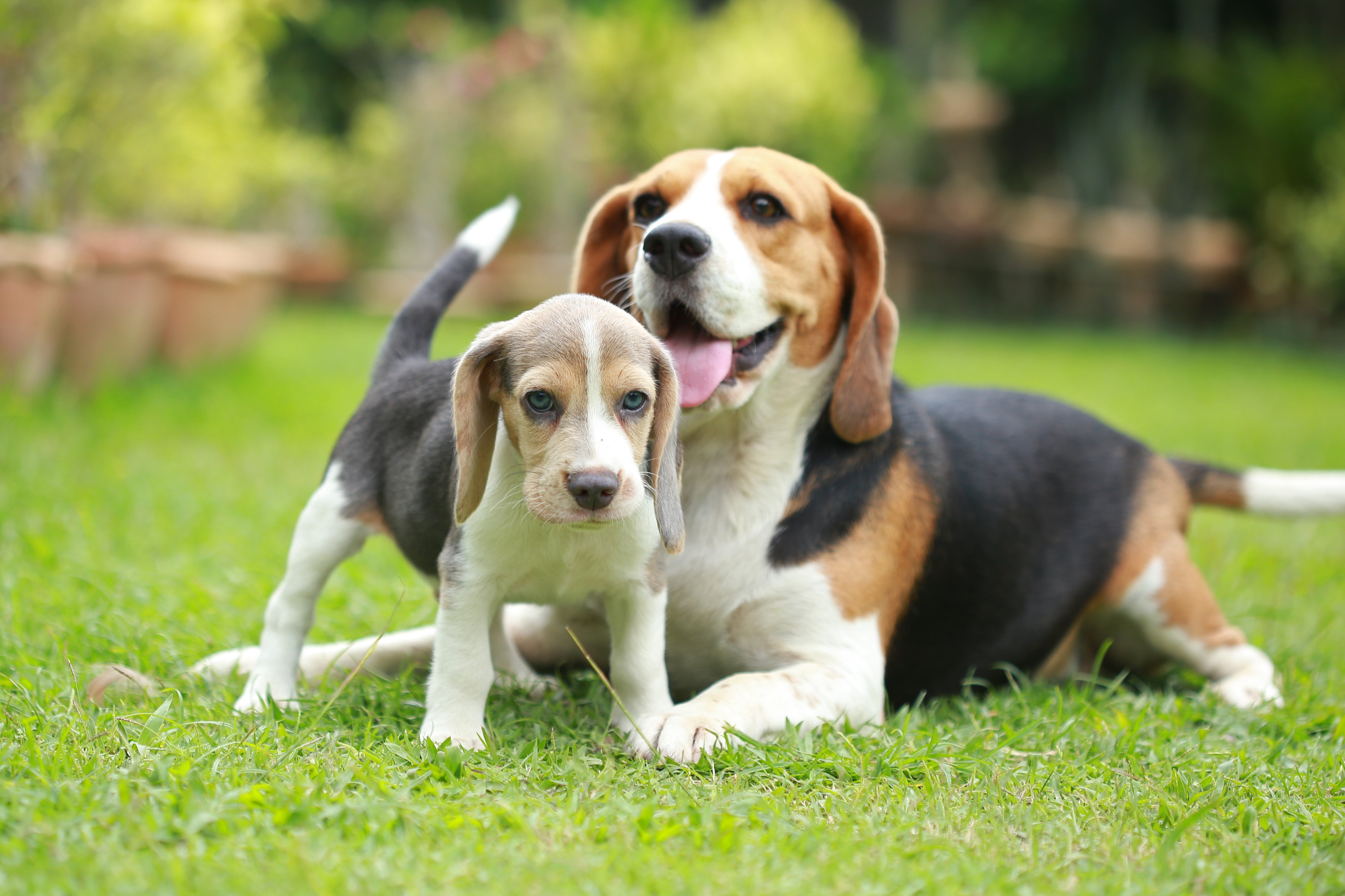 How to socialise your puppy: 10 top tips