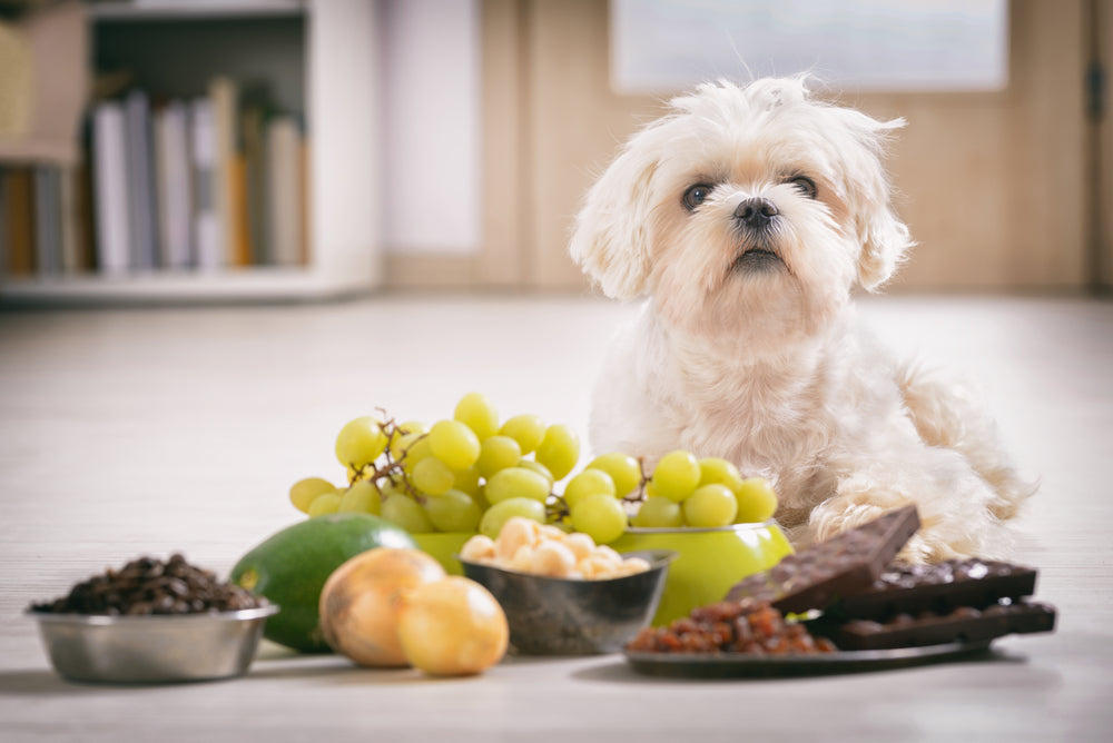 What foods are poisonous for dogs?