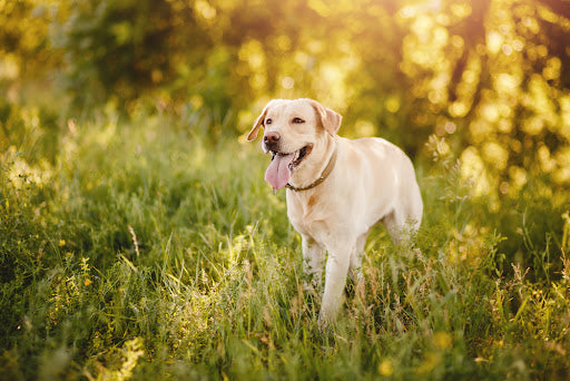 Dangers to Dogs in The Great Outdoors