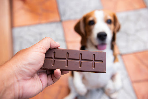 What to do if Your Dog Eats Chocolate