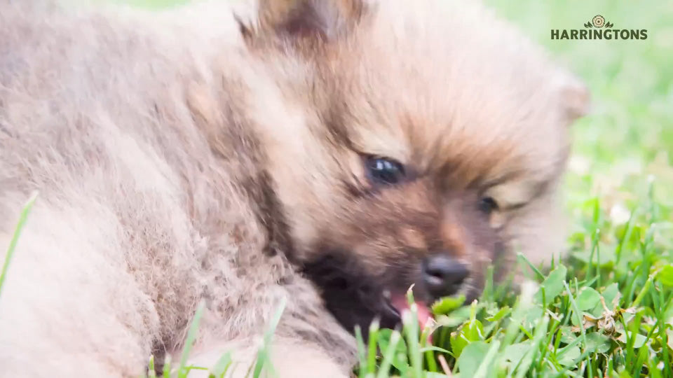 Why does my dog eat grass?