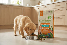 Grain Free Puppy Food