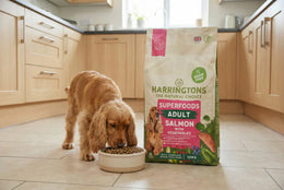 Fish Based Dog Food